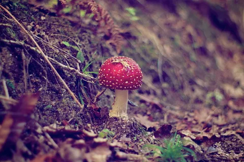 非主流毒蕈菇图片 非主流毒蕈菇图片