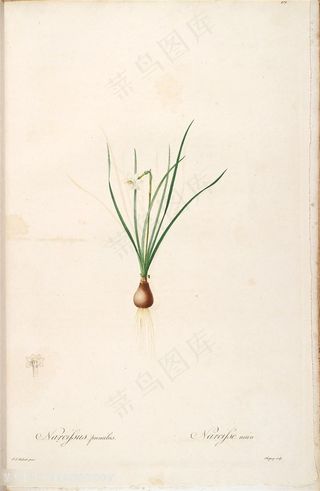 雷杜德原版高清花草唯美图谱水彩