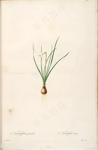 雷杜德原版高清花草唯美图谱水彩