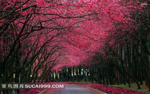 小路旁边的唯美红树林 小路旁边的唯美红树林