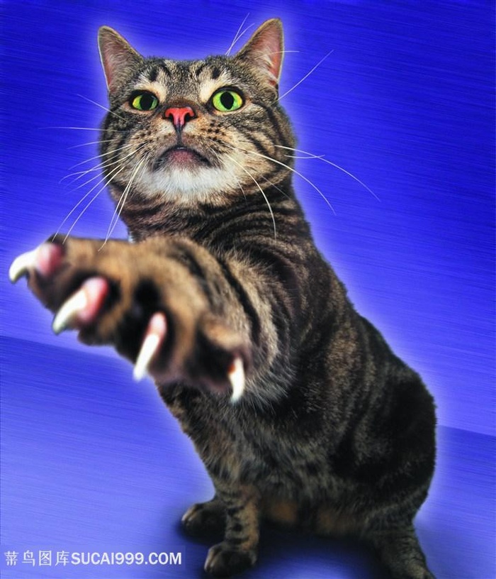 高清伸出五爪猫咪摄影图片