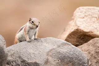 岩石上棕色松鼠图片