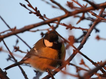 树枝上的小雀鸟图片