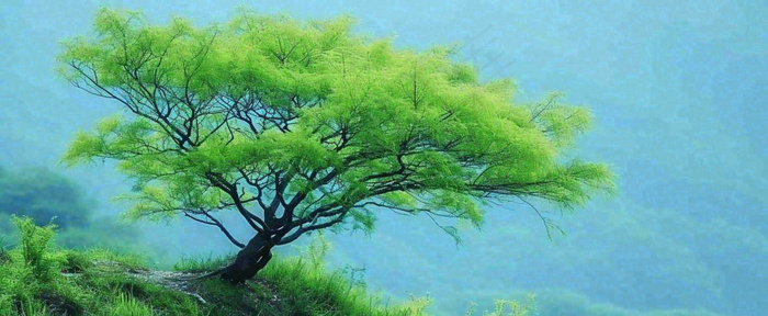 悬崖高山意境云层绿树树木特写(1712x704)