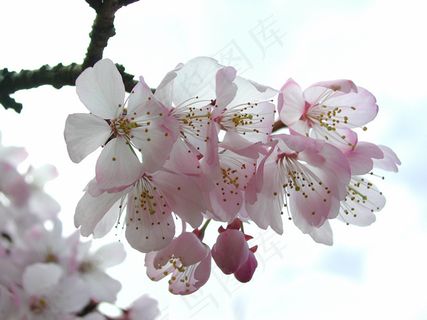 桃花的图片下载