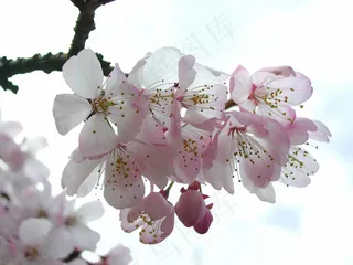 桃花的图片下载