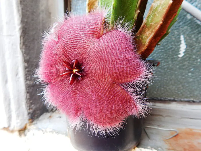 花朵 花束 植物 素材 (49)
