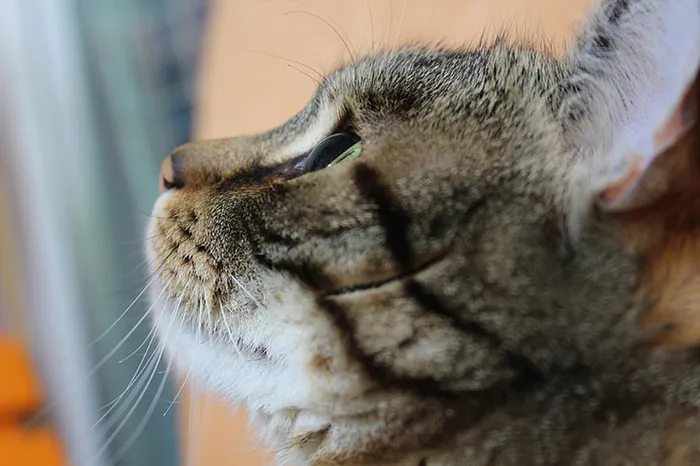 可爱猫咪 动物 素材 奶萌 (122)