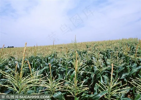 农作物-蓝天白云细的坡地上成片的玉米地 农作物-蓝天白云细的坡地上成片的玉米地