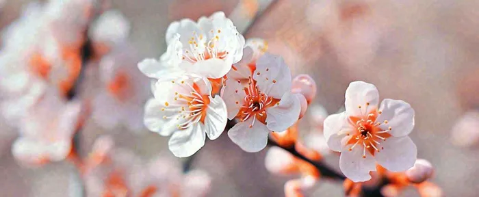 白色浪漫春季樱花花朵枝叶，立春惊蛰春分摄影图(1712x704)