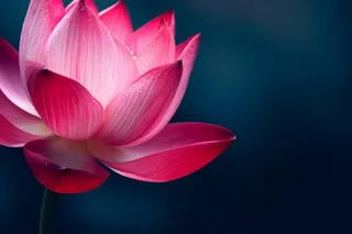 粉色唯美莲花大气背景