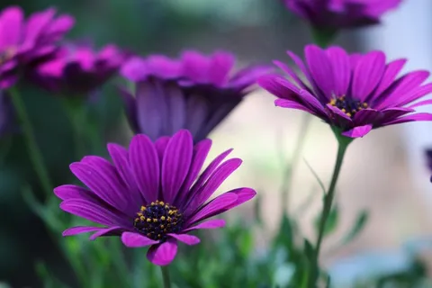 紫色非洲菊花朵图片 紫色非洲菊花朵图片
