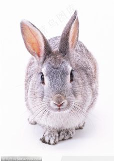 动物表情特写-漂亮的灰兔子 动物表情特写-漂亮的灰兔子
