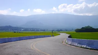 唯美小清新池上稻田稻浪