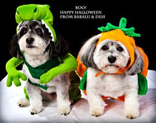 高清可爱小狗图片下载