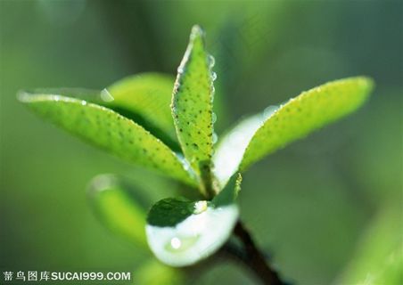 树木树叶-茶树枝头的嫩叶特写 树木树叶-茶树枝头的嫩叶特写