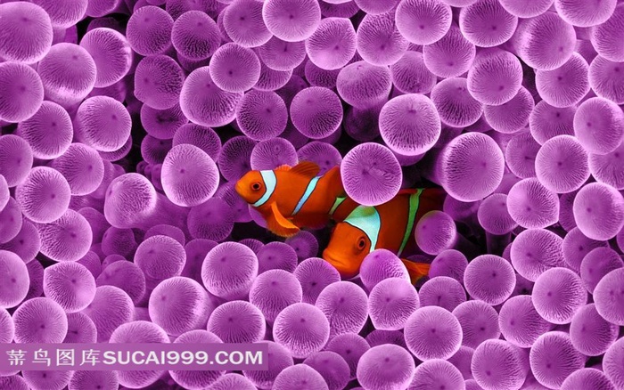 紫色珊瑚里的小丑鱼