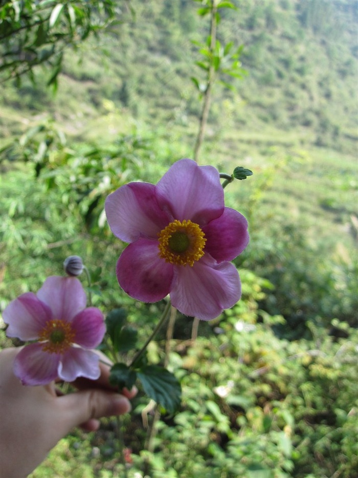 绚烂小花图片