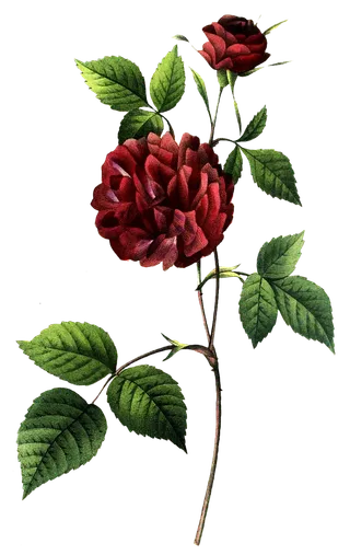 复古手绘植物花卉玫瑰花PNG免扣图案高清图片PS设计素材图