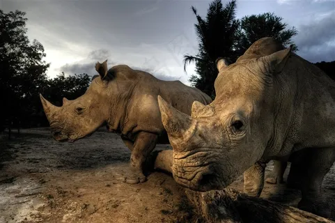 高清犀牛图片摄影