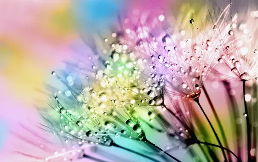 梦幻蒲公英图片