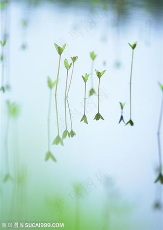 漂亮叶子-发芽的漂亮小苗