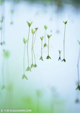 漂亮叶子-发芽的漂亮小苗