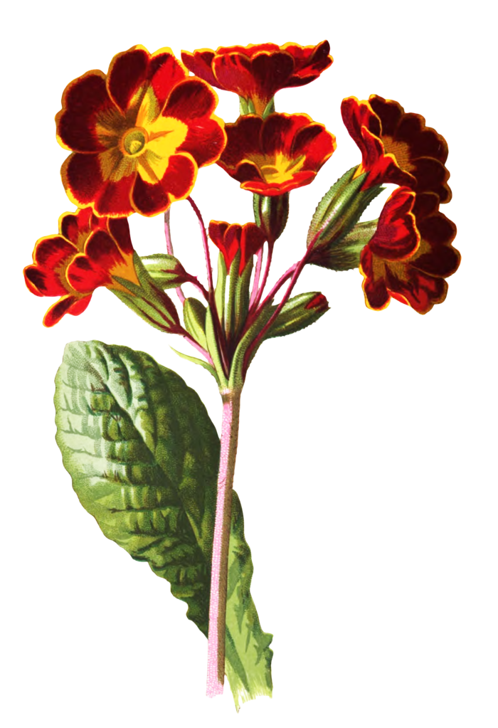 复古手绘植物花卉玫瑰花PNG免扣图案高清图片PS设计素材图