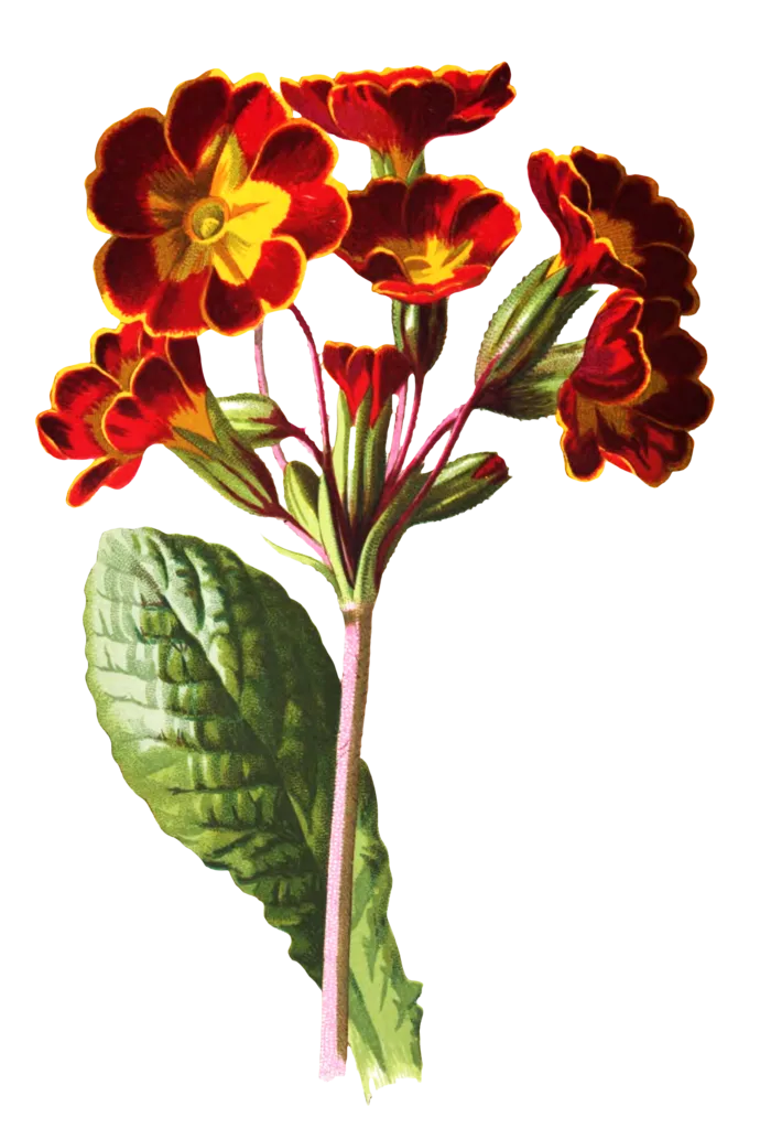 复古手绘植物花卉玫瑰花PNG免扣图案高清图片PS设计素材图