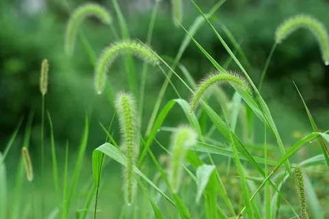 高清狗尾巴草图片下载