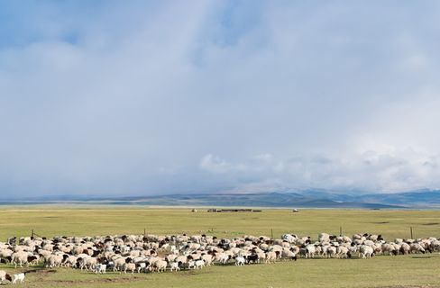 巴音布鲁克湿地