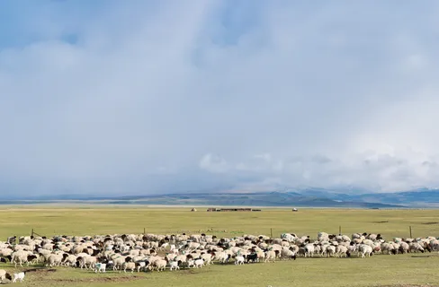 巴音布鲁克湿地