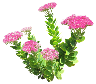 高清树木素材 免抠PSD植物素材 美术绘画园林贴图 树草灌木花草