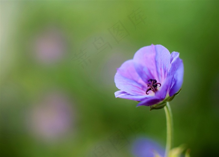 唯美高清特写鲜花图片