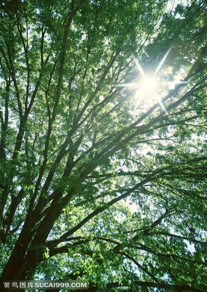 自然风景-阳光照耀下的大树特写