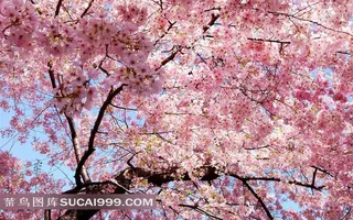 浪漫唯美樱花