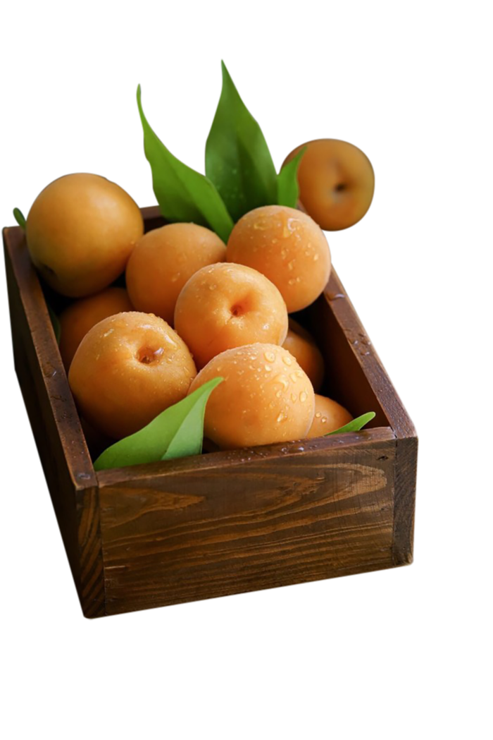 水果png-杏子素材免扣