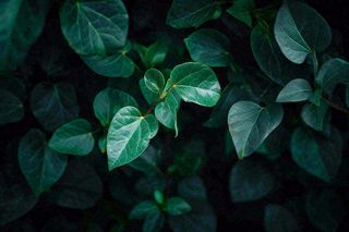 清新绿叶绿植植物叶子特写立夏夏至大暑春夏摄影图