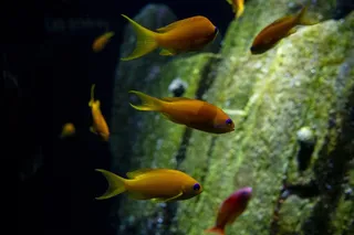 漂亮小鱼游泳图片