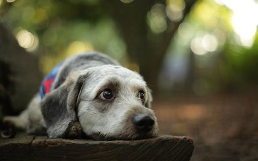 可爱的宠物小狗素材
