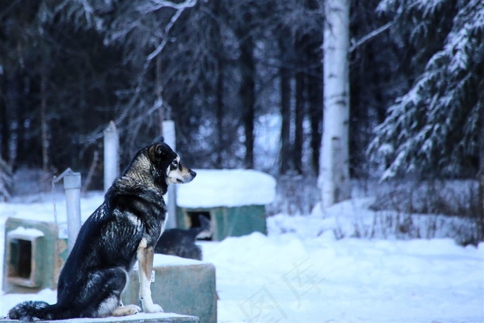 高清狼背影图片