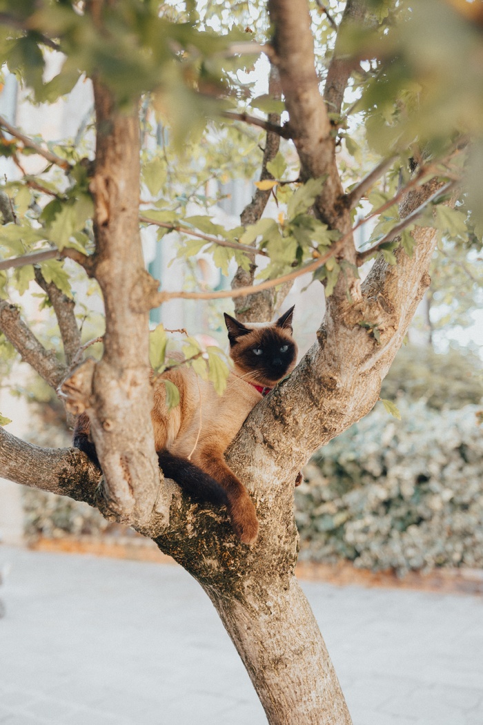 可爱猫咪猫猫摄影素材