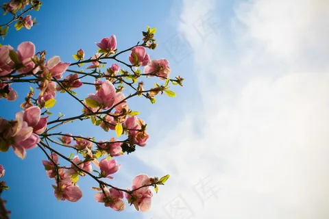 天空花朵图片 天空花朵图片