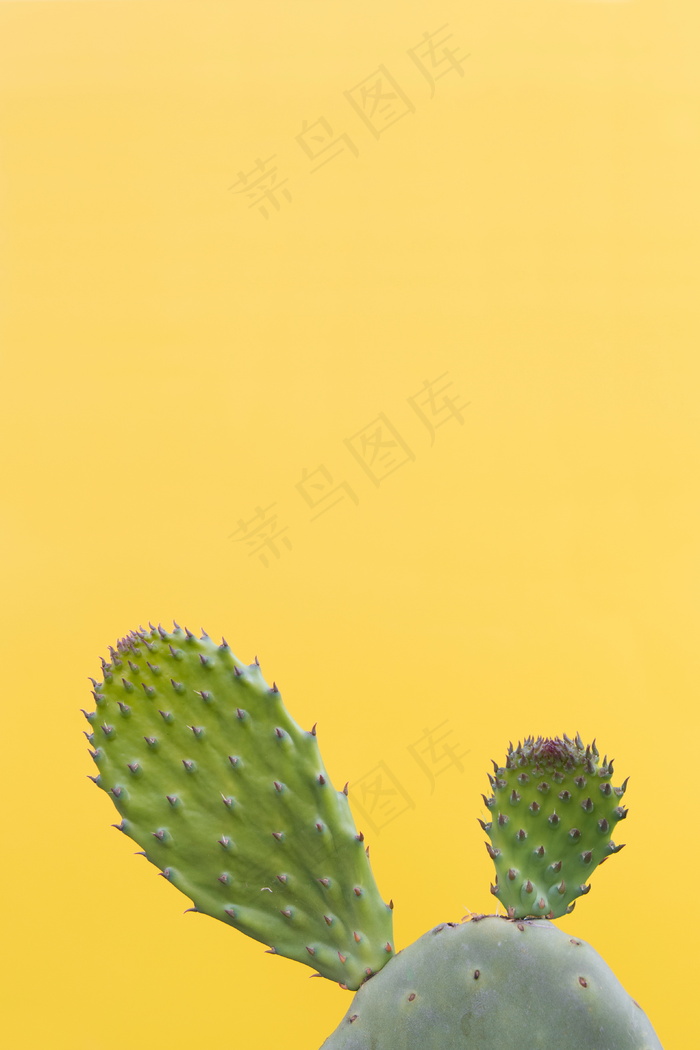 仙人掌植物黄色背景图片
