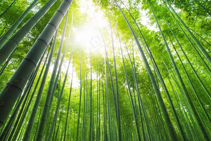 高清唯美竹子风景图片