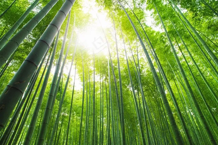 高清唯美竹子风景图片