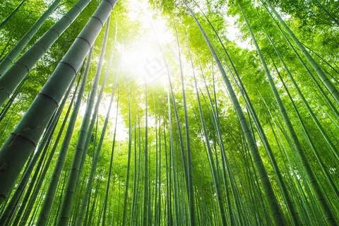 高清唯美竹子风景图片 高清唯美竹子风景图片