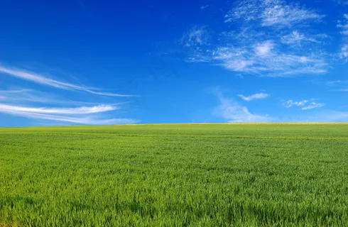 绿色水稻图片 绿色水稻图片