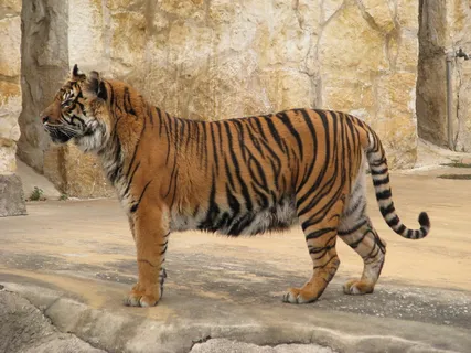 老虎动物园百兽之王虎王野生老虎动物