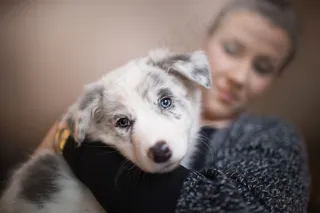 被人抱着的可爱小奶狗图片